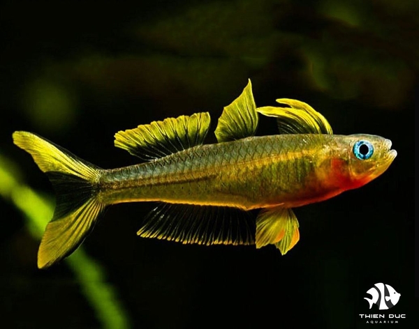 ca-cau-vong-nang-vang-forktail-rainbowfish