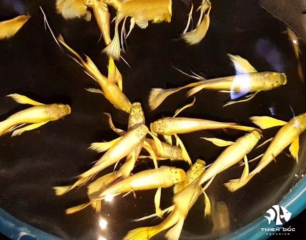 Cá Bảy Màu Full Gold Ribbon - 1 Cặp