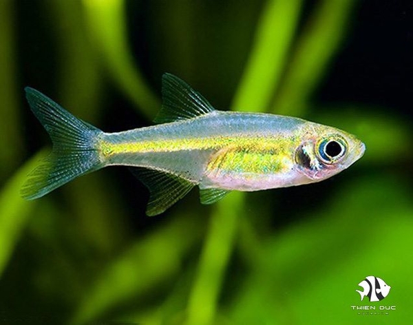 ca-tram-xanh-rasbora-kubotai
