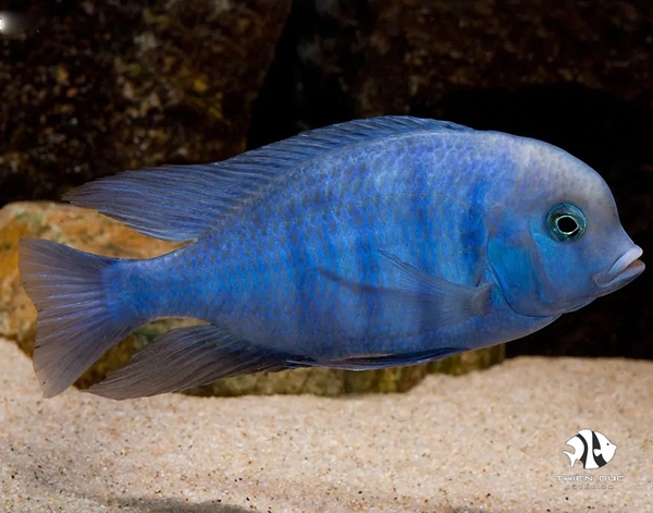 Ali Thái - Haplochromis Moorii