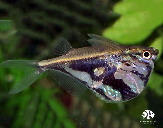 ca-bua-riu-hatchet-fish