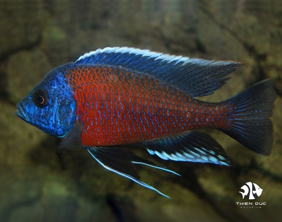 Ali Thái - Kadango Cichlid