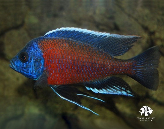 ali-thai-kadango-cichlid