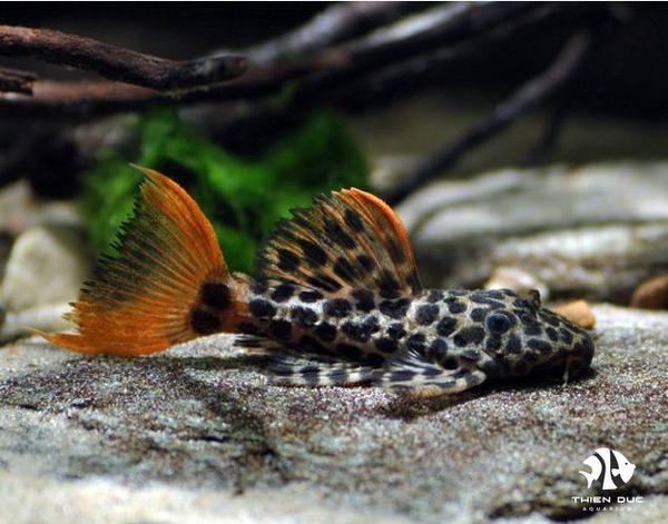 Leopard Cactus Pleco 
