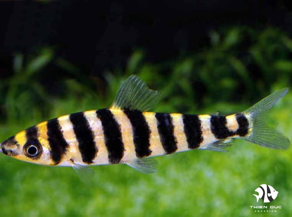 ca-ong-chin-soc-black-banded-leporinus