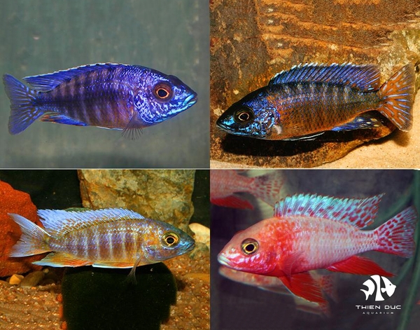 Ali Thái - Mix Aulonacara