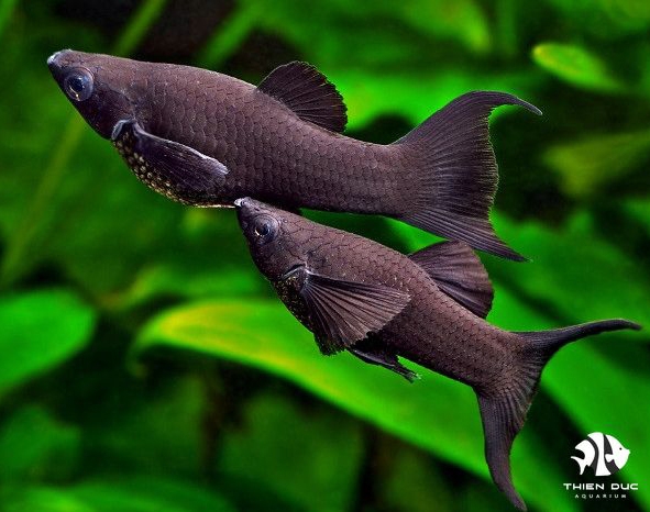 Cá Molly Đen - Black Molly