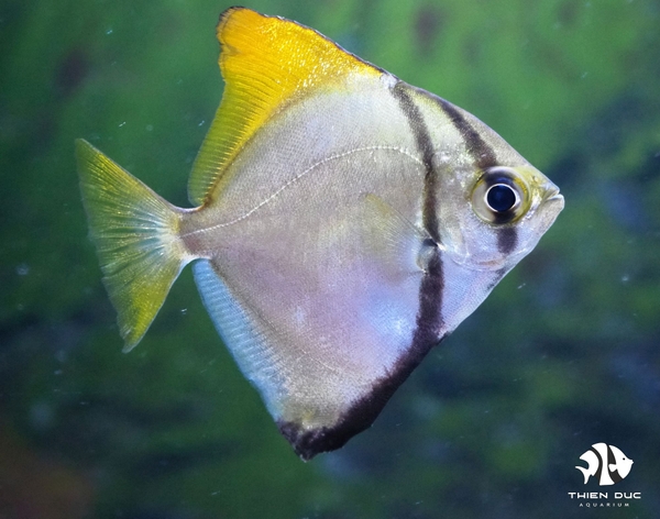 Cá Chim Dơi Vàng - Monodactylus Argenteus