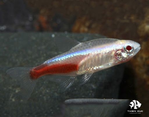 Cá Neon Xanh Mắt Đỏ - Neon Tetra Albino