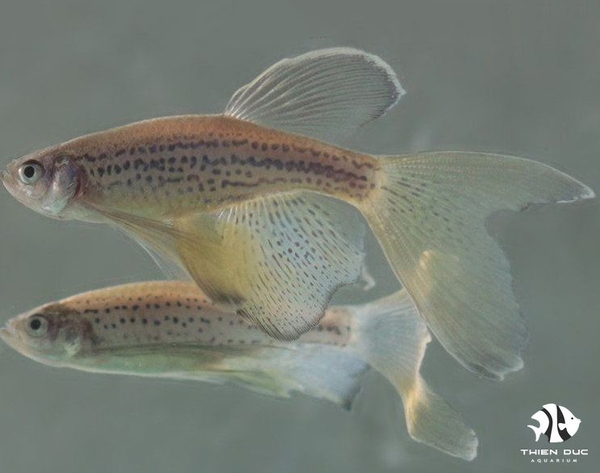 Cá Ngựa Bông Vây Dài - Leopard Danio Longfin