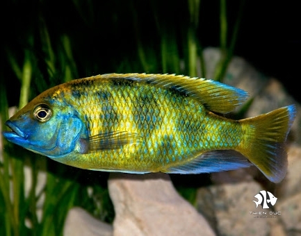 ali-thai-nimbochromis-venustus