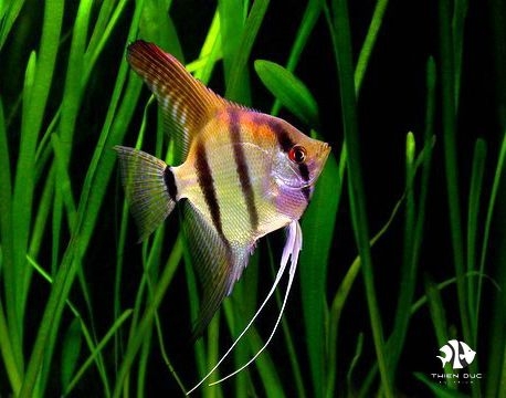 ong-tien-manacapuru-rio-manacapuru-fish