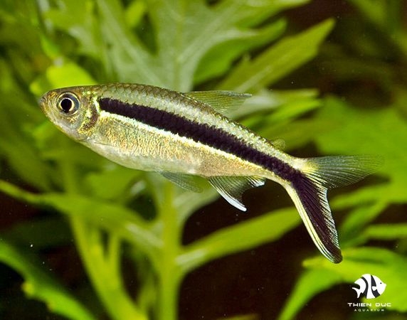 ca-canh-cut-penguin-tetra