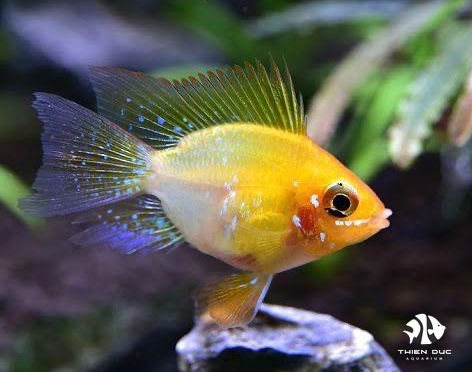 Cá Phượng Hoàng Vàng Cánh Én - German  Gold Ram Lyra