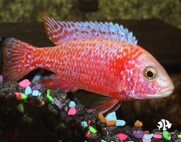 Ali Thái - Pink Peacock