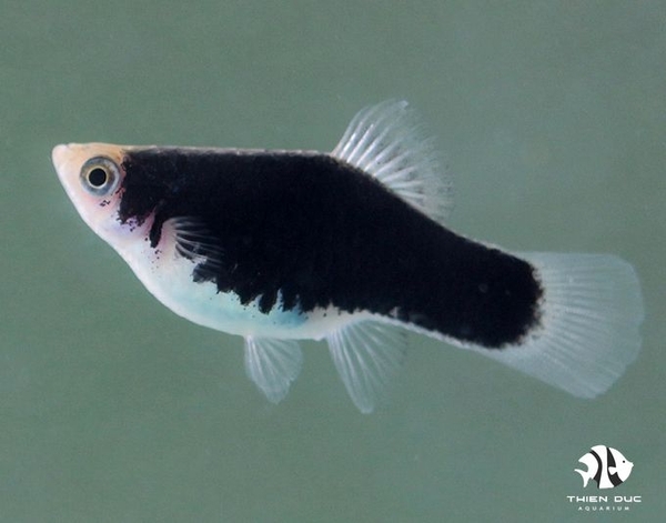 ca-mun-den-platy-black