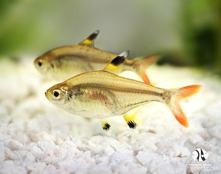 pristella-tetra-golden