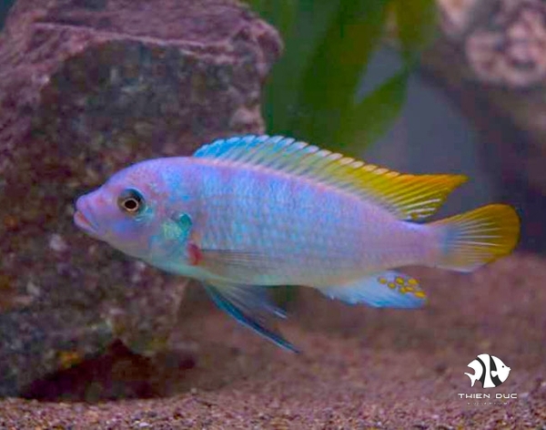 ali-thai-pseudotropheus-ice-blue