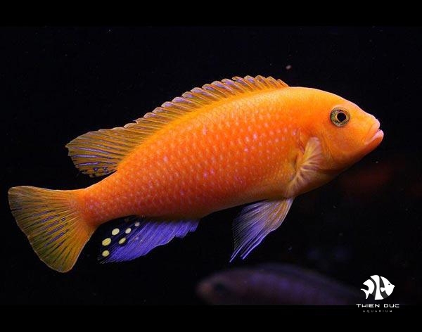 ali-thai-pseudotropheus-red-zebra