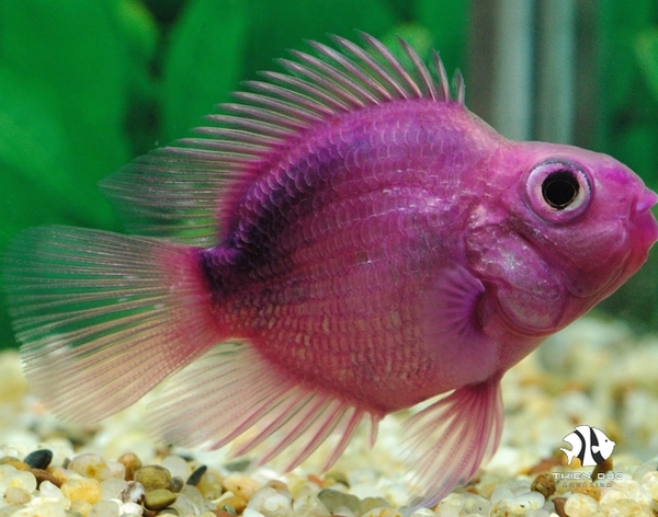 hong-ket-tim-purple-blood-parrot
