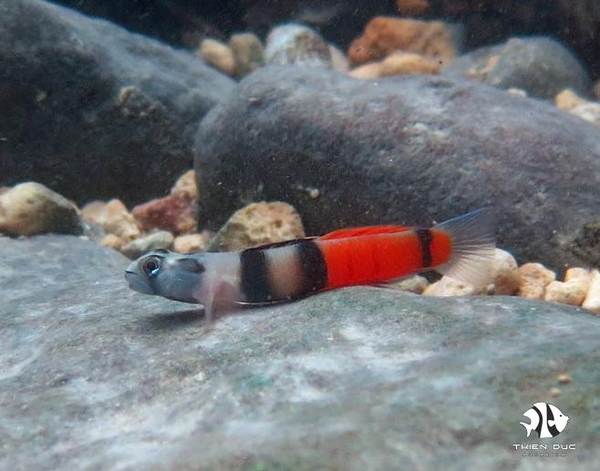 bong-red-belted-red-belted-goby