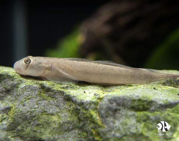 bong-red-tail-red-tail-rock-goby
