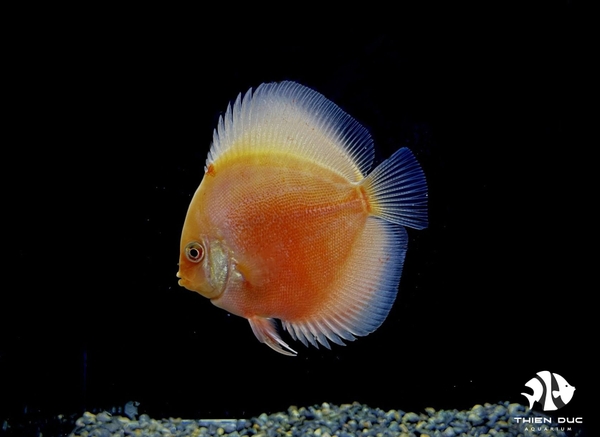 Cá Dĩa Đỏ Trắng - Red-White Leopand Discus