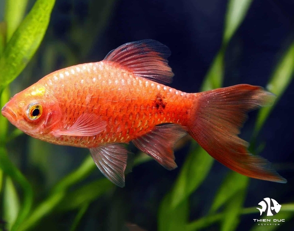 Hồng Cam Vây Dài - Rosy Barb Longfin