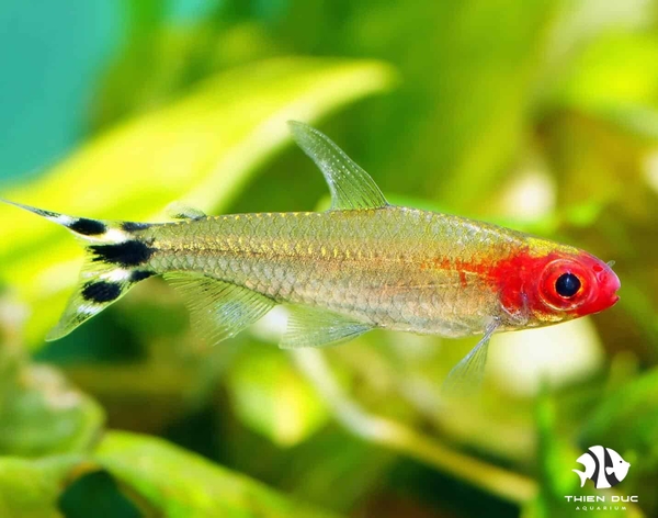 ca-soc-dau-do-rummy-nose-tetra