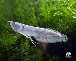 Cá Ngân Long - Silver Arowana