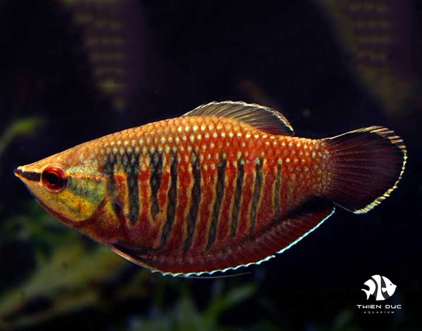 Cá Sặc Vailanti - Sphaerichtys Vailanti