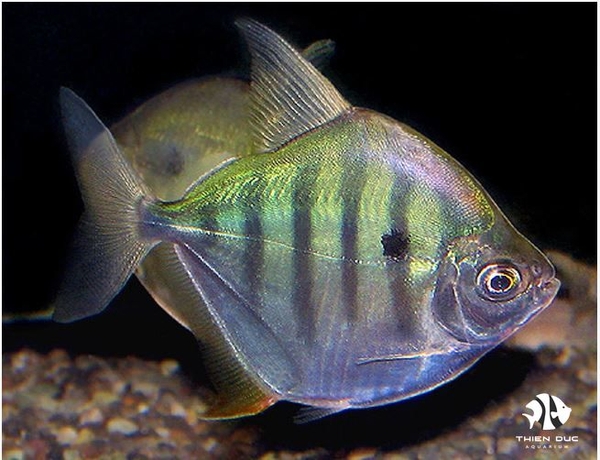striped-silver-dollar