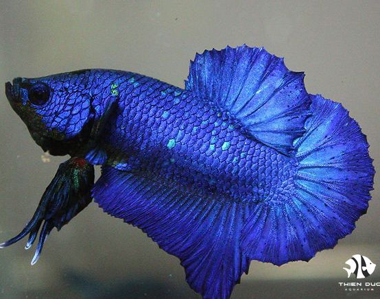 Cá Betta Super Blue