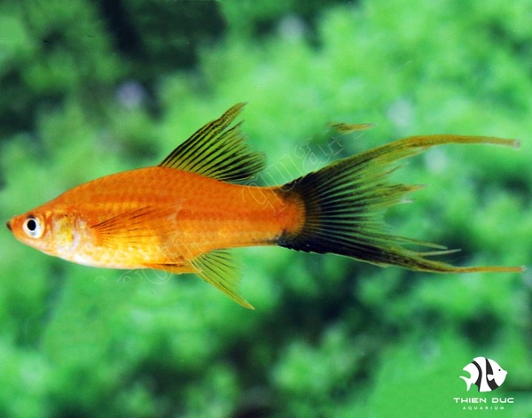 Cá Hồng Kim Đỏ Song Kiếm - Sword Wg. Red Lyra