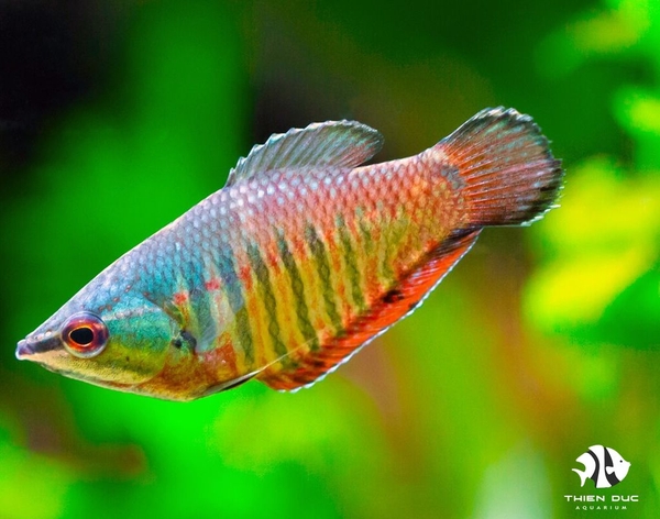 vaillant-gourami
