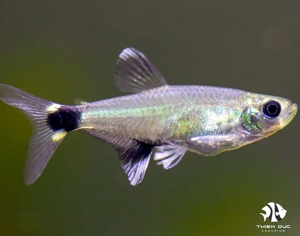 white-spot-tetra