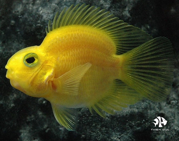 Hồng Két Vàng - Yellow Blood Parrot