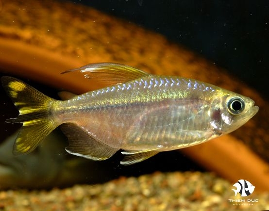 ca-congo-vang-yellow-congo