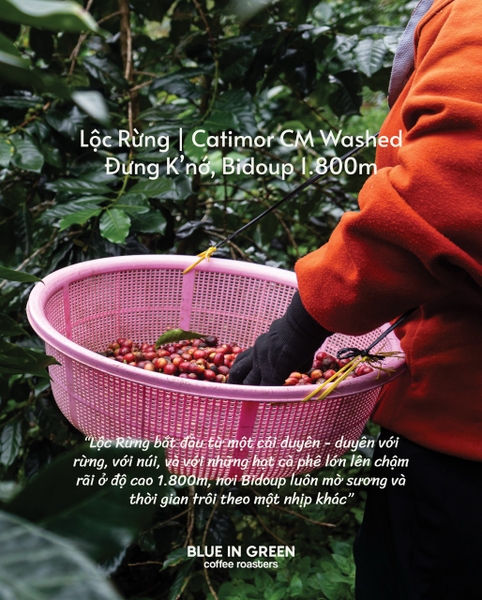 Lộc Rừng - Nature's Gift Catimor | Catimor CM Washed