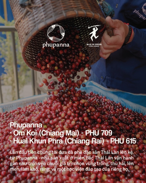 🇹🇭 THÁI LAN - Lần đầu lên kệ - Phupanna · Om Koi (Chiang Mai) & Huai Khun Phra (Chiang Rai)