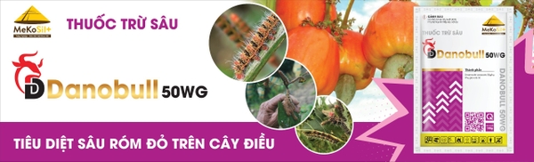 SÂU RÓM ĐỎ TRÊN CÂY ĐIỀU VÀ GIẢI PHÁP PHÒNG TRỊ HIỆU QUẢ