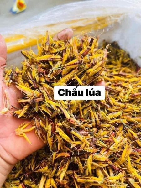 Chấu lúa