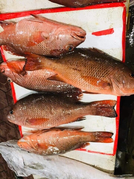 Cá đông lạnh