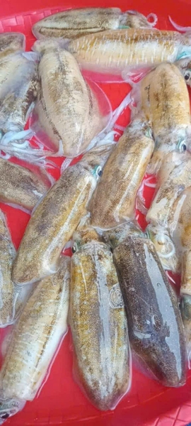 Mực ống