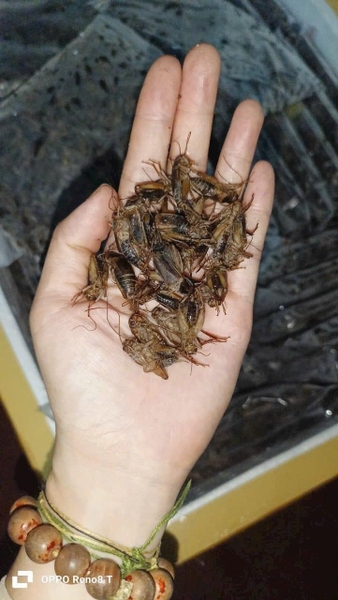 Côn trùng đông lạnh