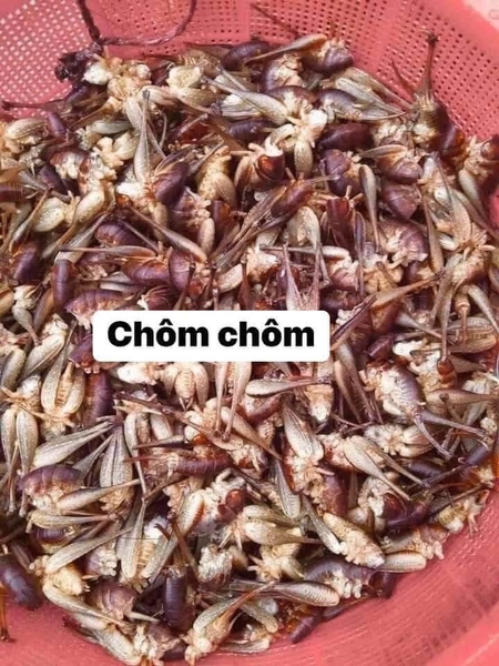 Chôm chôm
