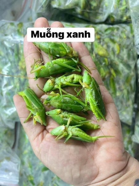 Muỗm xanh