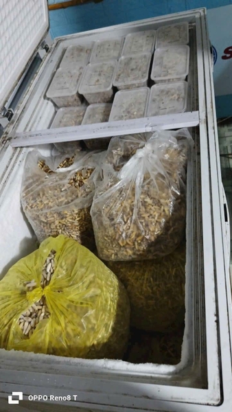 Côn trùng đông lạnh