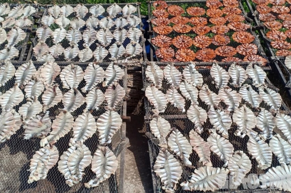 Làng cá khô đặc sản xứ biển Gành Hào tất bật vào vụ Tết