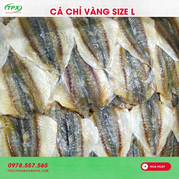 CÁ CHỈ VÀNG SIZE TRUNG